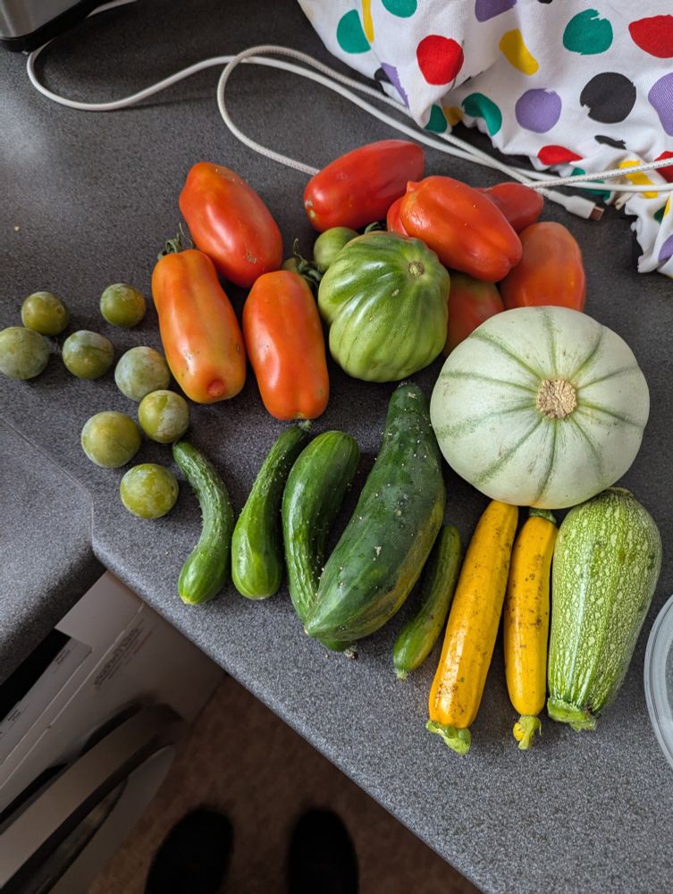 8 red plum tomatoes, 1 green beef tomato that fell as I was tying the plant up, 3 small courgette, 1 small melon, 4 small cucumbers, 1 large cucumber, 8 green gauges 