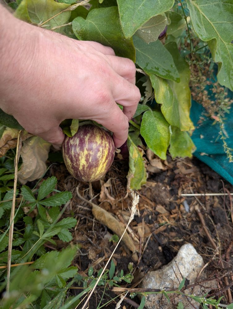 A small yellow and purple aubergine, growing on the plant, roughly 7.5cm long