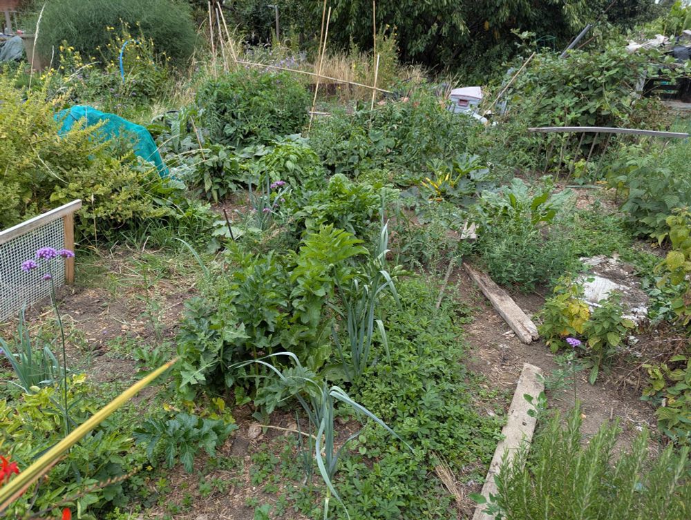 Same chaos, now with view of leeks, parsnips, spinach, lemon balm and pepper plants 
