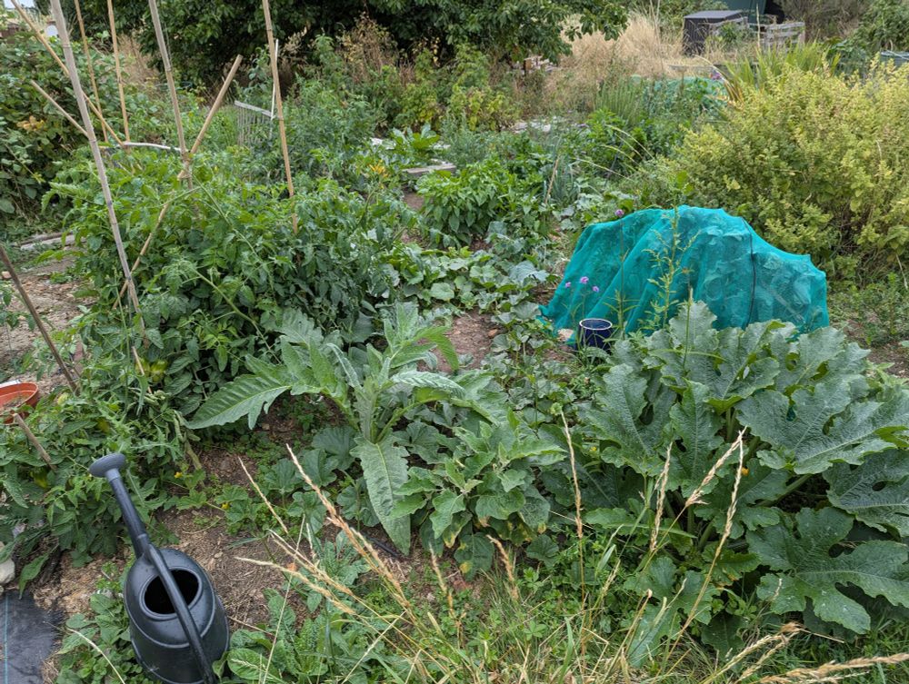 Shot of my allotment, visible a sprawling courgette, some bushy tomato plants, what I think might be an artichoke? Loads of weeds grass etc., an aubergine plant, all overlapping each other 