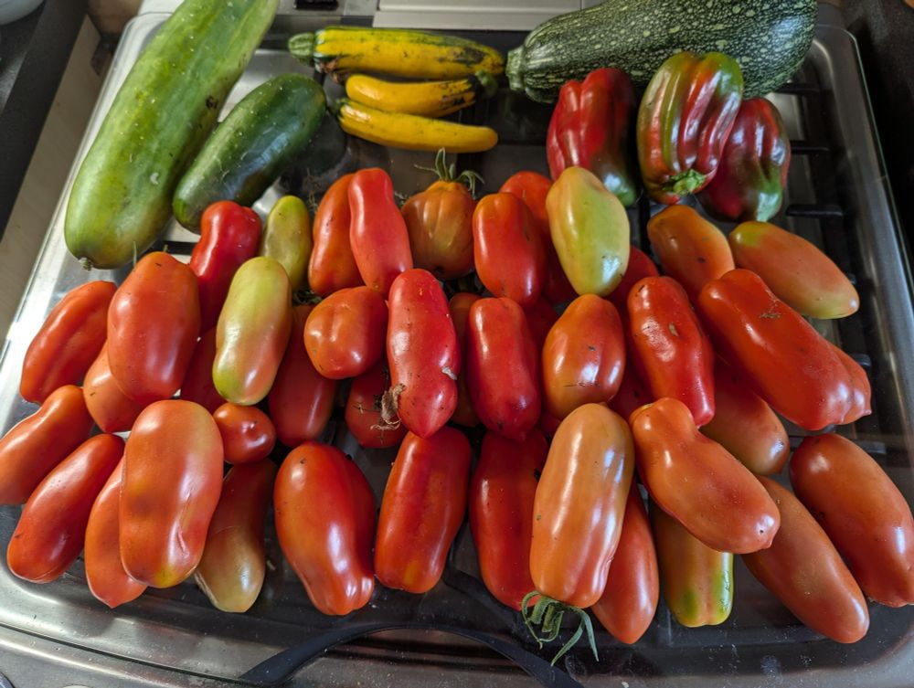 About 4 dozen tomatoes, plus a handful of mostly ripe red peppers, a marrow, two cucumbers, one is enormous 