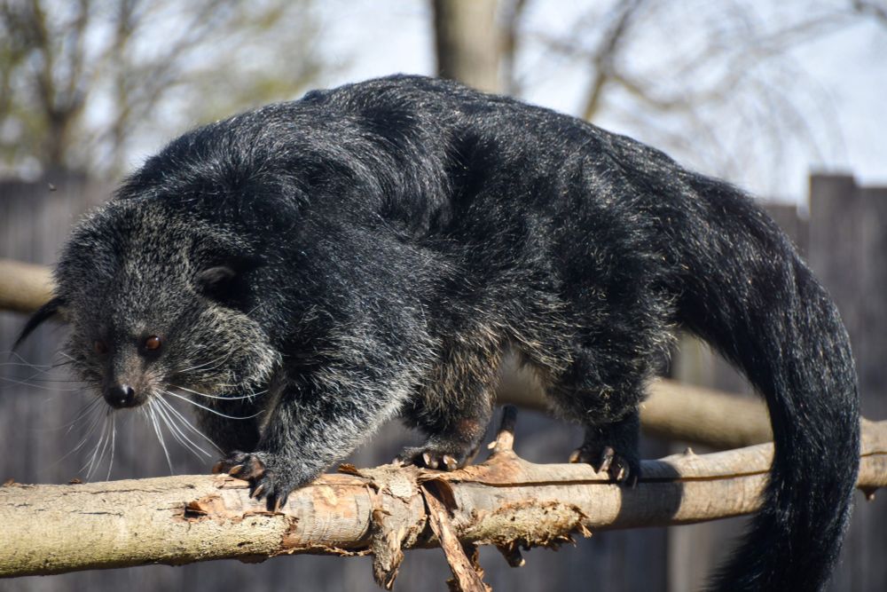 Binturong (Bearcat). Side profile.