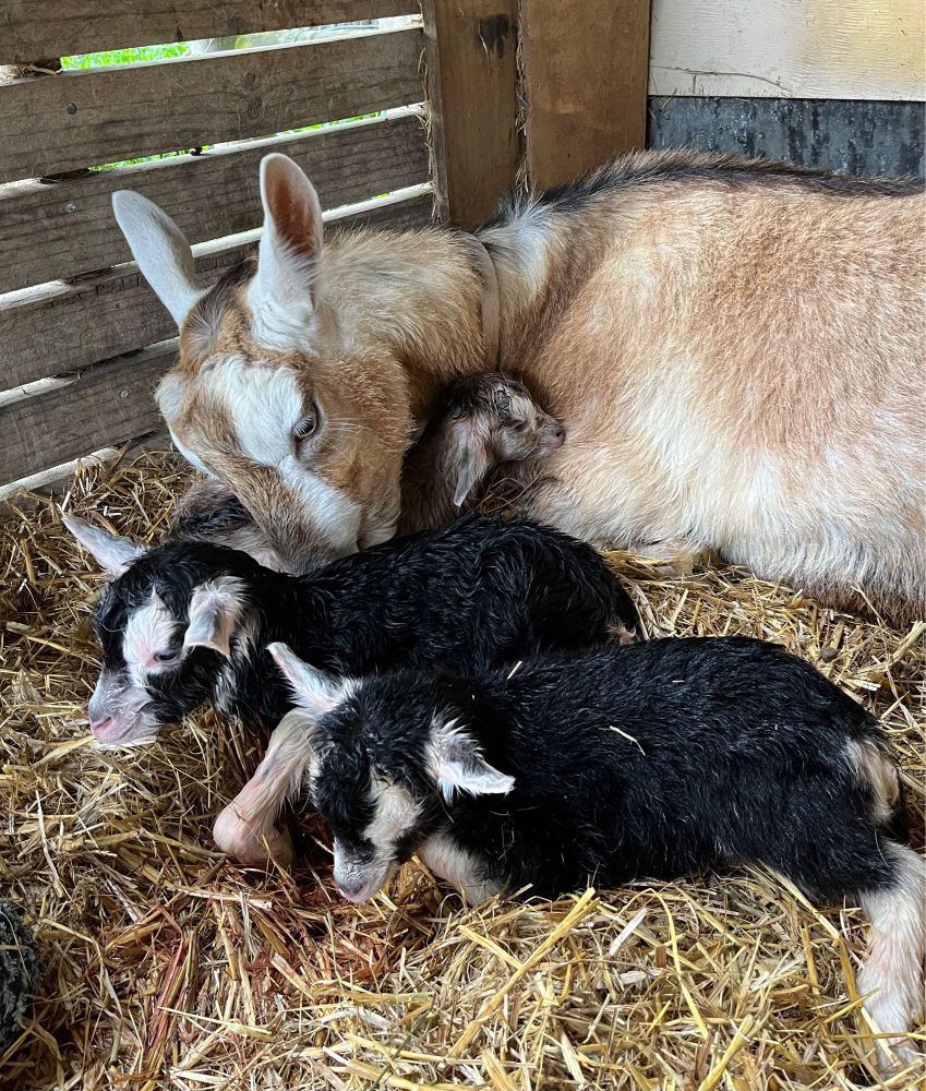 Mother goat with three newborn kids, still damp, all lying down in the straw, mum is licking the smallest one dry, the other two are resting.