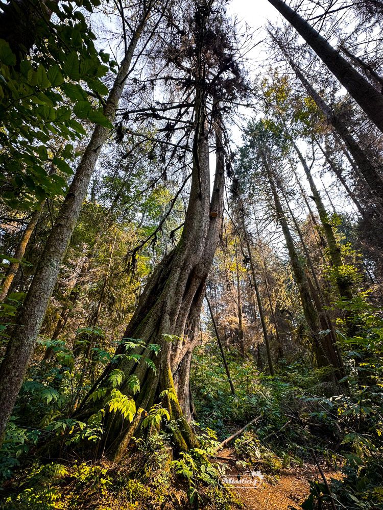A wide angle shot from the forest floor, with shrubs and ferns, reaching up into the canopy. The main focus is a tree (or two really close together) with twisting trunks, like dinosaur legs to me, with their “necks” stretching high into the sky.