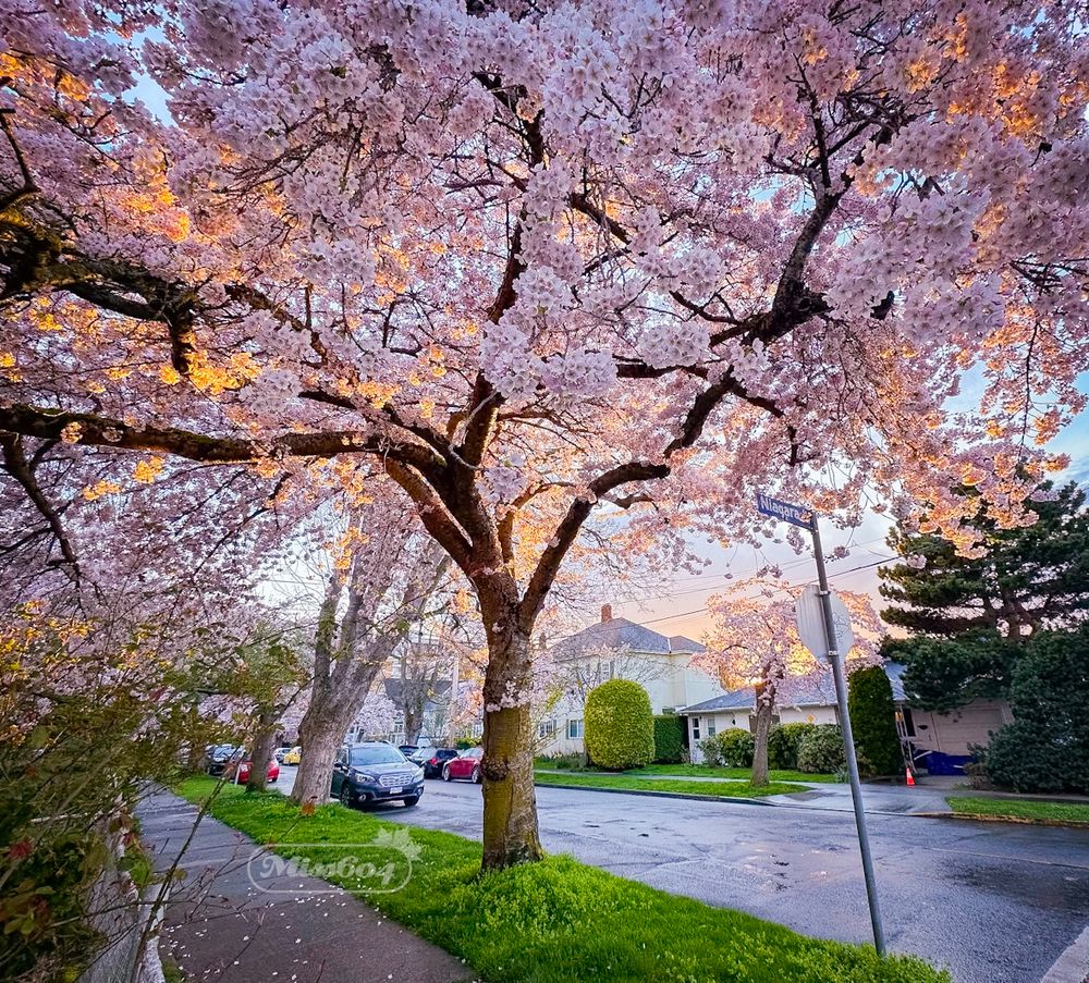 A wide angle shot of a residential neighbourhood with a sidewalk, grass, and street with cars on either side. The main focus is the fluffy pink canopy of a cherry blossom tree. There is a sunset in the distance illuminating the tree, adding an orange glow to the pink petals covering the top of the image 