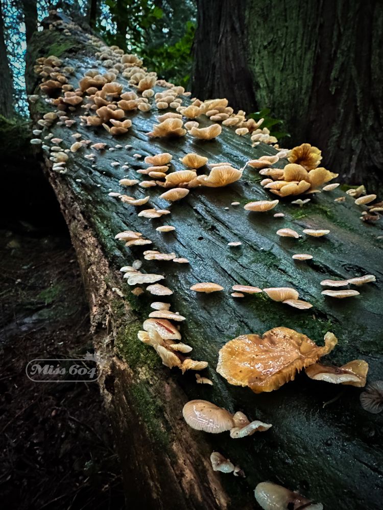A wet log in the forest covered in dozens and dozens of fungus ranging from minuscule to medium size