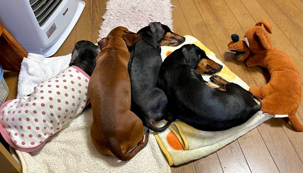 床で寝るミニチュアダックスフンド4頭