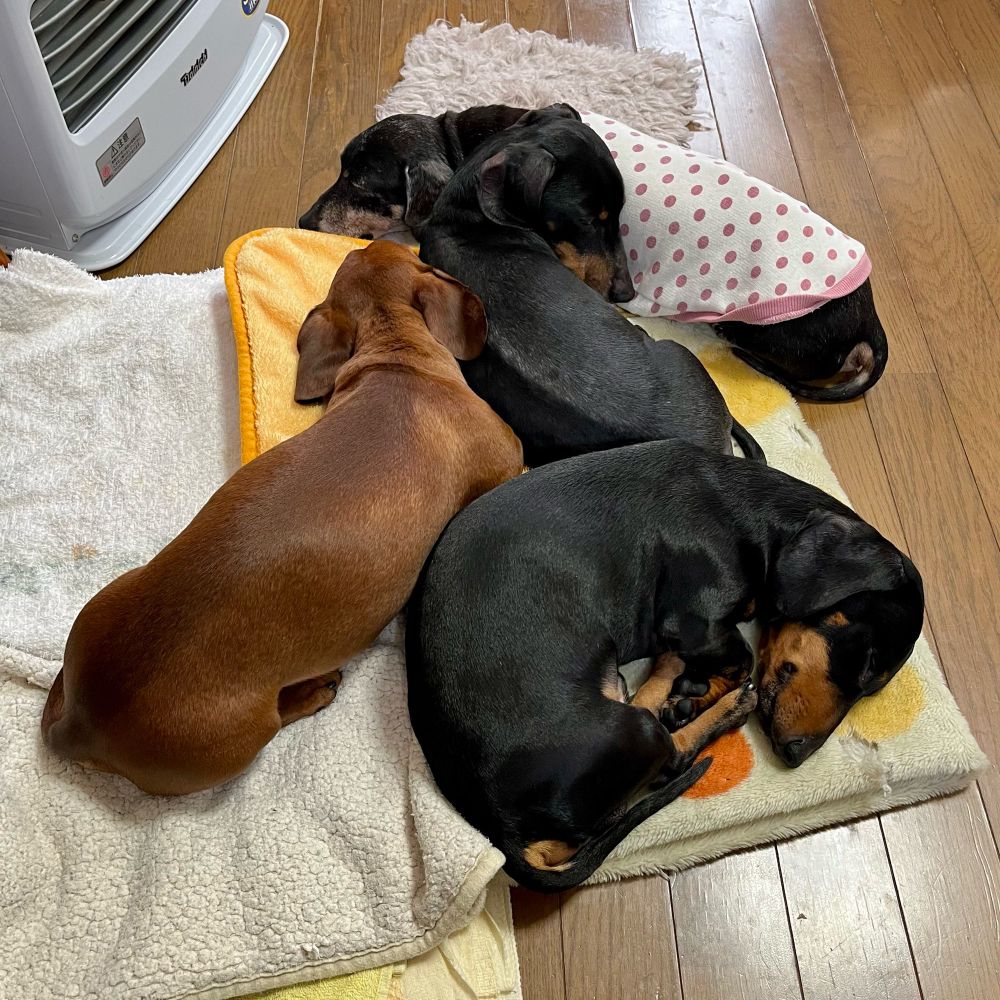 ヒーターの前でくっ付いて寝るミニチュアダックスフンド4頭。