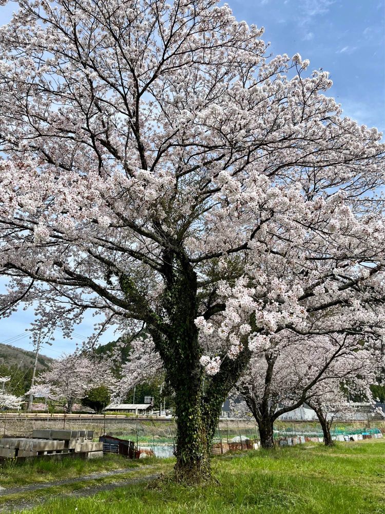 写真に入り切らず、枝が見切れてしまった桜の木