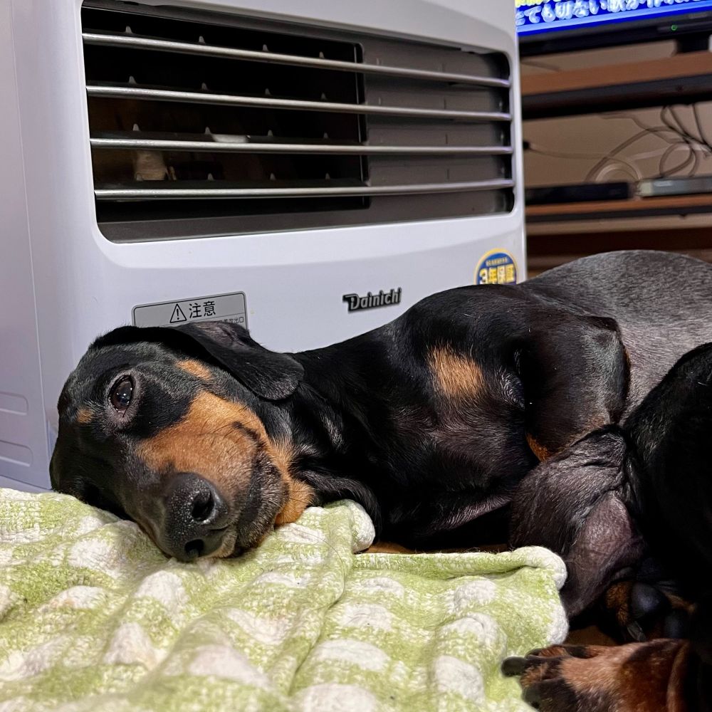 写真を撮っていたら起きてしまったミニチュアダックスフンド。