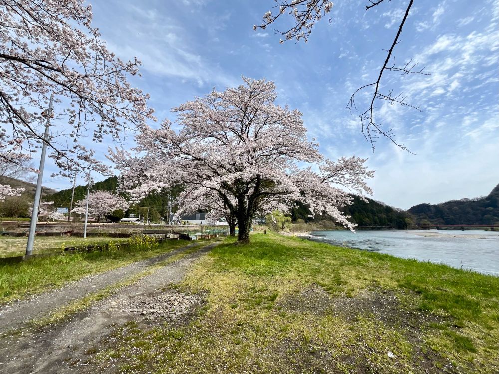 大きな桜を全て写真に収めたくて、広角で撮ったら、広角過ぎて余分なものが入ってしまう