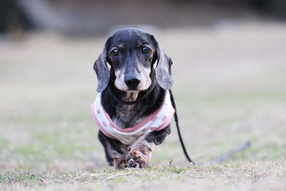 芝生の上を歩く老ミニチュアダックスフンド