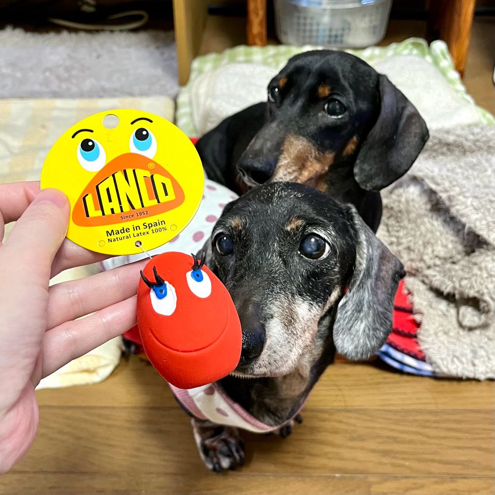 赤い卵型の犬用おもちゃと、それを見つめる黒いミニチュアダックスフンド2頭。