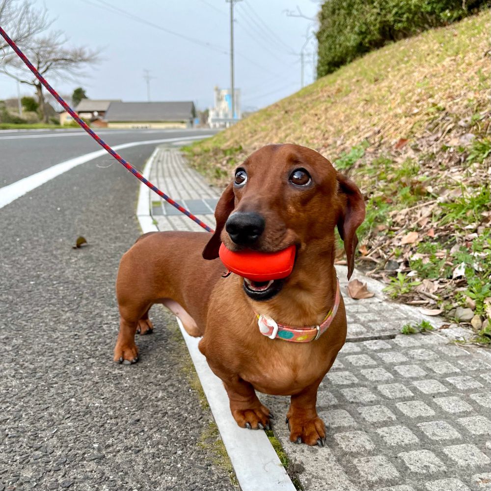 お気に入りの犬用オモチャを咥えて散歩をするミニチュアダックスフンド。