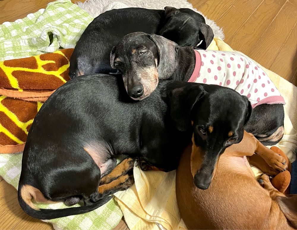 弟犬の背中に顎を乗せて、半目で寝るミニチュアダックスフンド