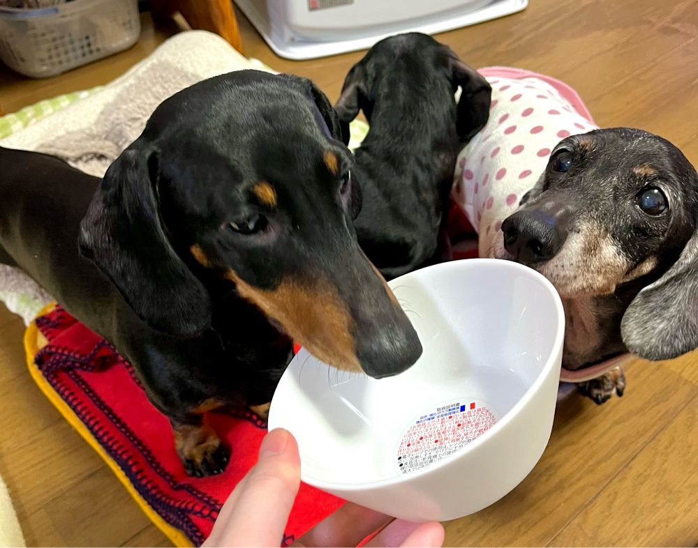 ヤマザキ春のパンまつり2024のシールが貯まって交換したお皿を覗き込むミニチュアダックスフンド2頭。
