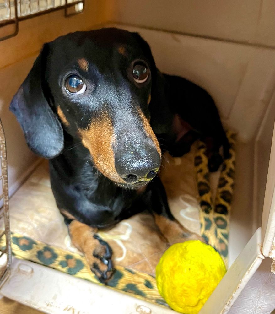 黄色いボールタイプのオモチャをバリケンに持ち込むミニチュアダックスフンド