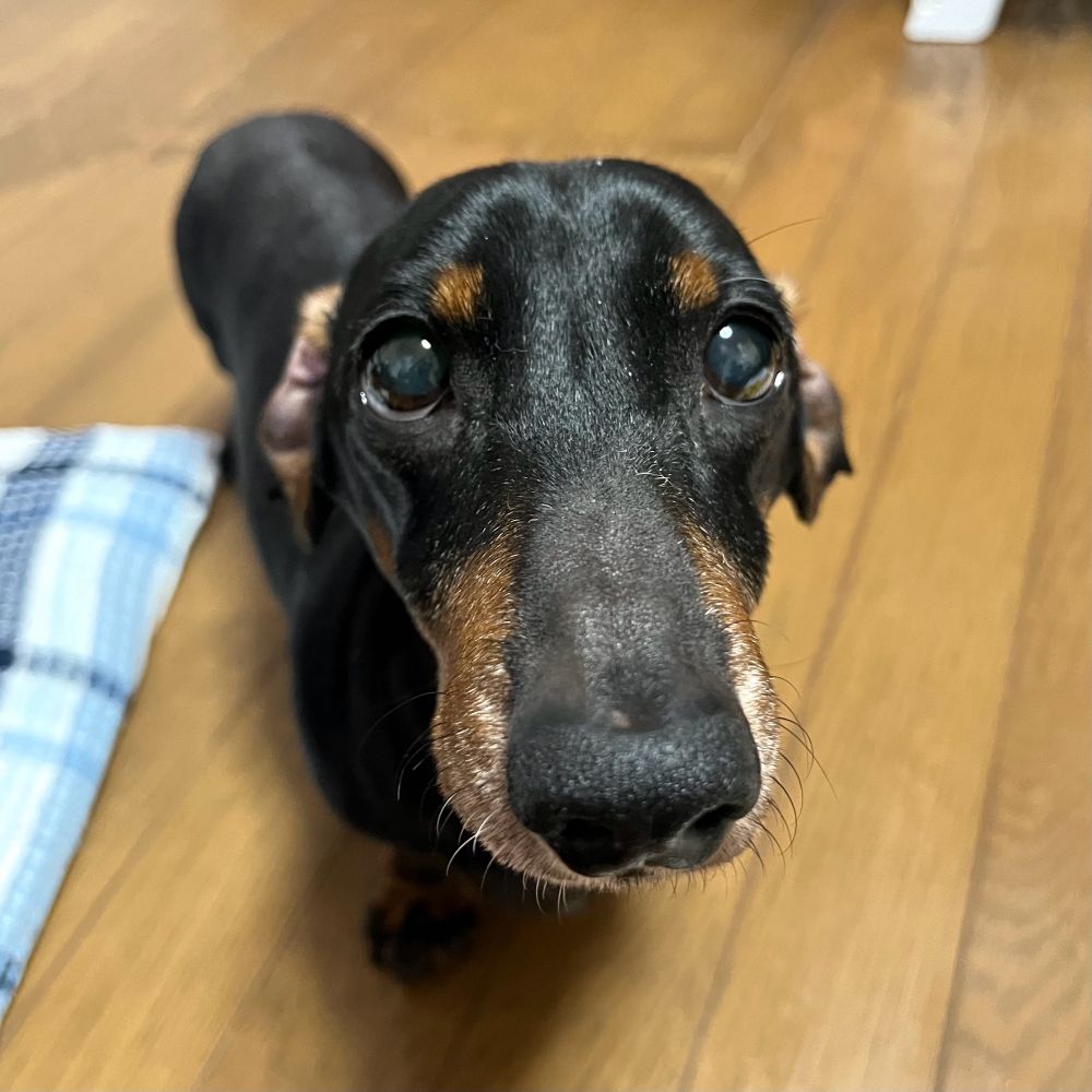 ミニチュアダックスフンド