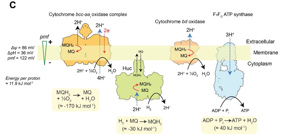 Cartoon display of the bioenergetic scenario for Huc using either bd-I oxidase or bcc-aa oxidase as pmf-generating unit, driving ATP synthesis by the F1F o-ATP synthase.