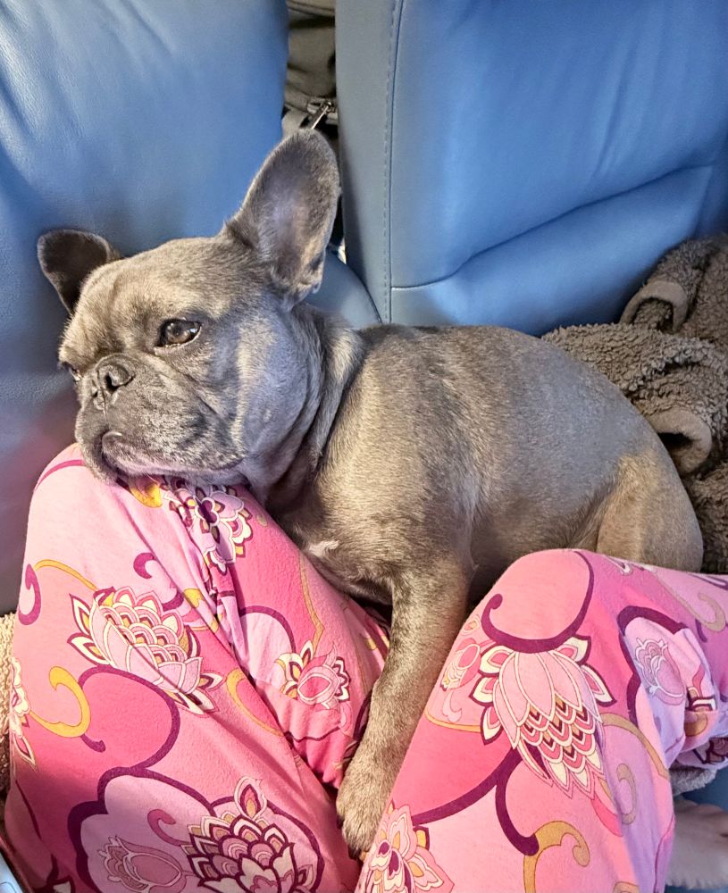 French bulldog snuggled against legs in PJ pants 