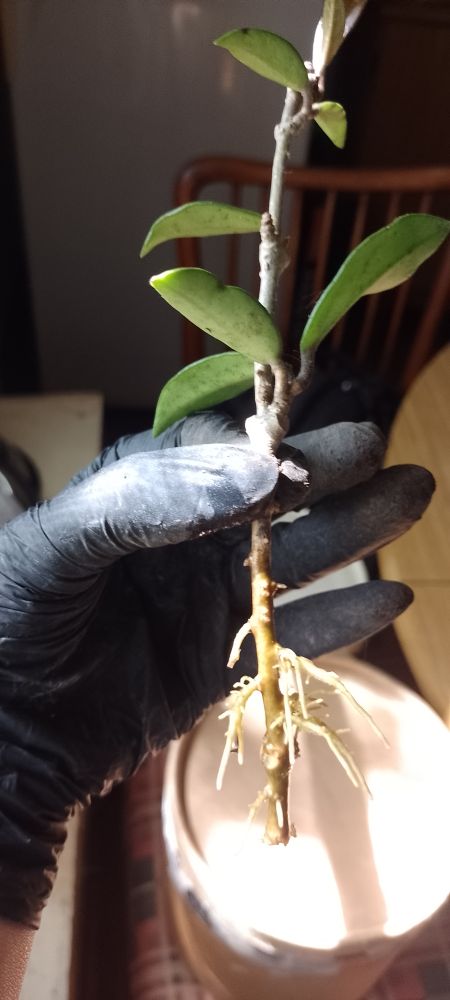 Hermoso esqueje de hoya carnosa con sus raíces nuevas.