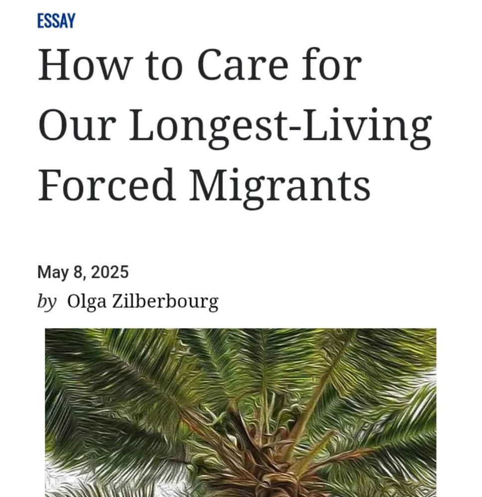 Facebook
Twitter
Email
Share
Essay
How to Care for Our Longest-Living Forced Migrants
May 8, 2025
by  Olga Zilberbourg
Looking up a palm tree's heart 