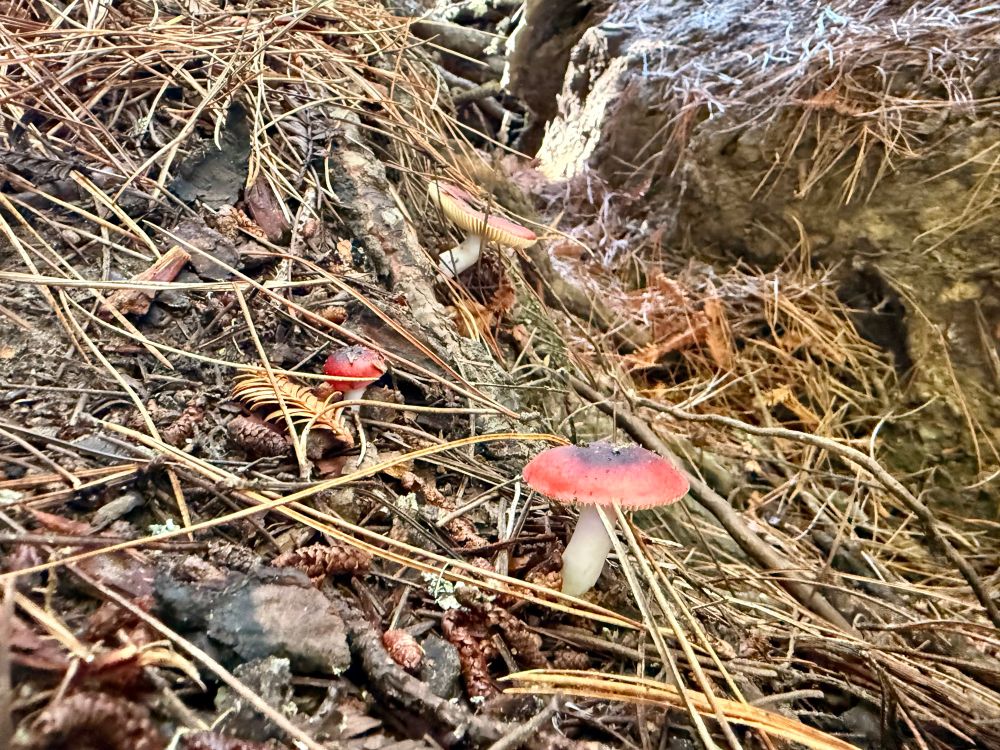 I am not sure what variety these are… perhaps Crab Brittlegill? They are so so sooooo pretty 