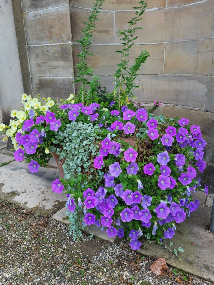 Pflanztrog mit vielen lila Petunien