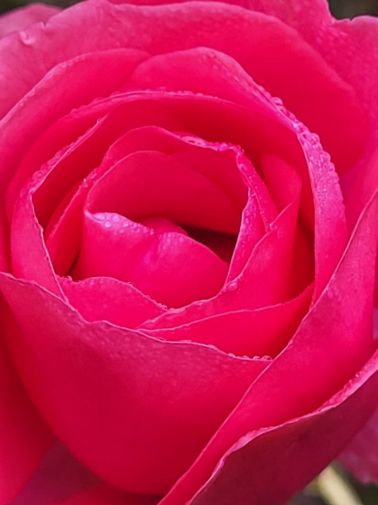 Pinkfarbene Rose mit feinen Tautropfen 