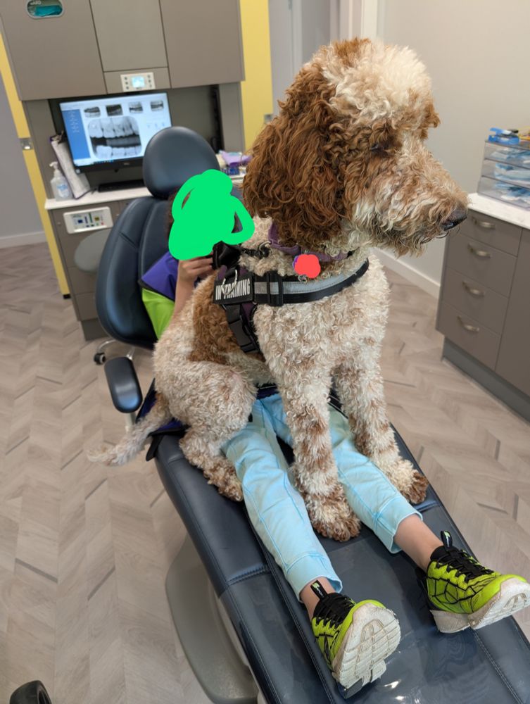 A cream and red parti goldendoodle who could use a bit of a haircut is sitting on a kid's lap, providing deep pressure therapy. She's wearing a service dog vest that says "in training". The kid is sitting up in a dentist chair, and their face is covered with a green splotch for privacy