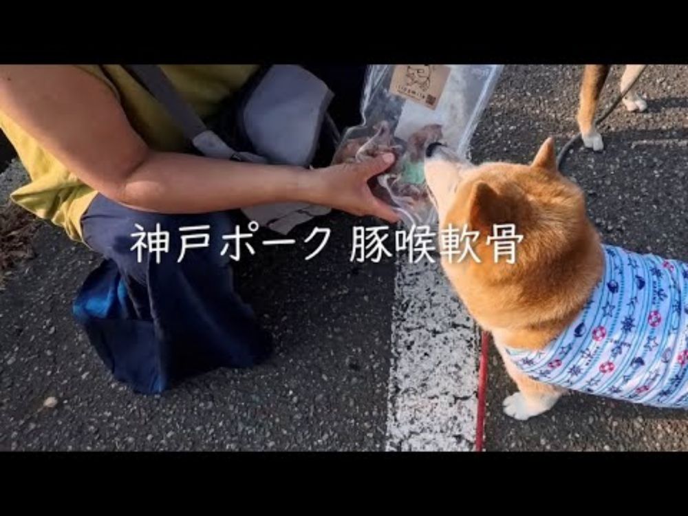2025年8月12日(火) 蓮くんママから頂く兵庫産神戸ポーク豚喉軟骨