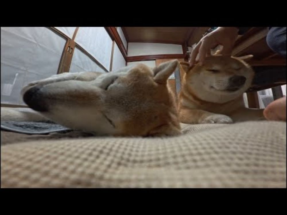 寝息と並び柴とわたし【イヤンホホ推奨】