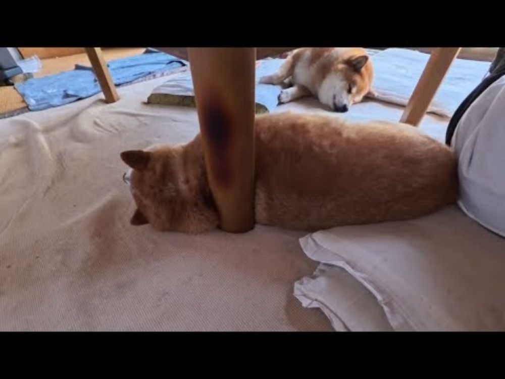 コタツ刺さり柴