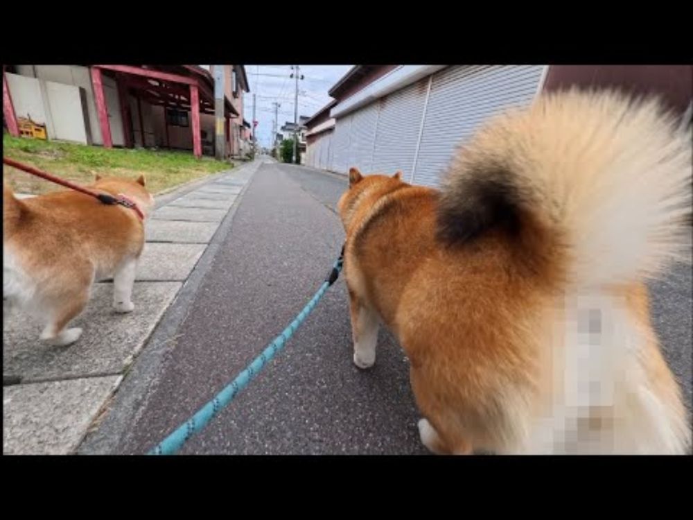 1日7000歩 歩くと寿命が伸びるらしいので毎日朝晩強制的に歩かせてくれる柴犬を飼うといいですよ。