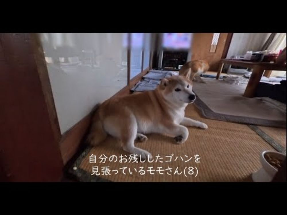 自分がお残ししたゴハンに近づくものは全て排除しようとするモモさん
