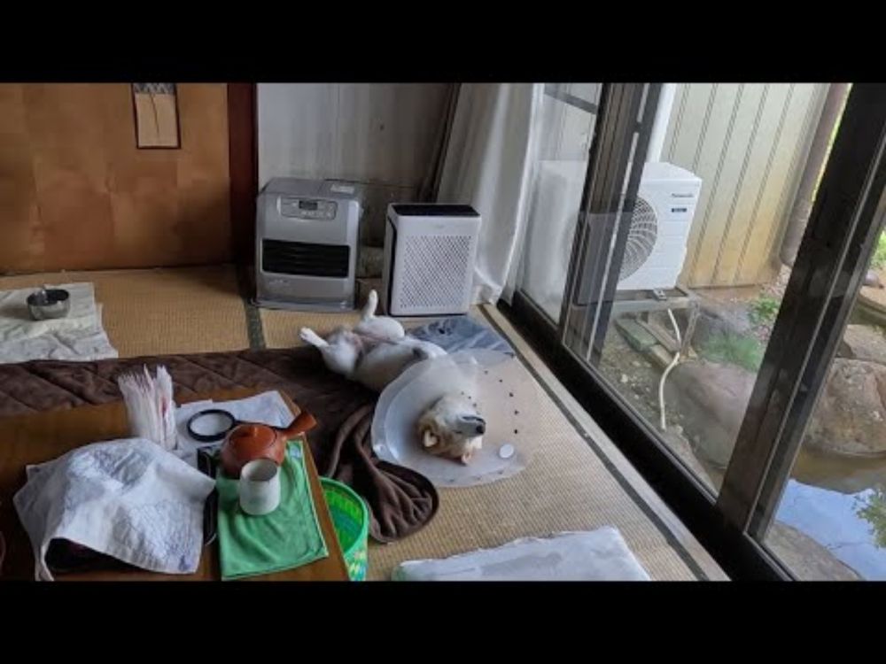 エアコンの下のモモ