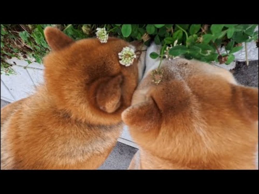 花壇刺さり柴