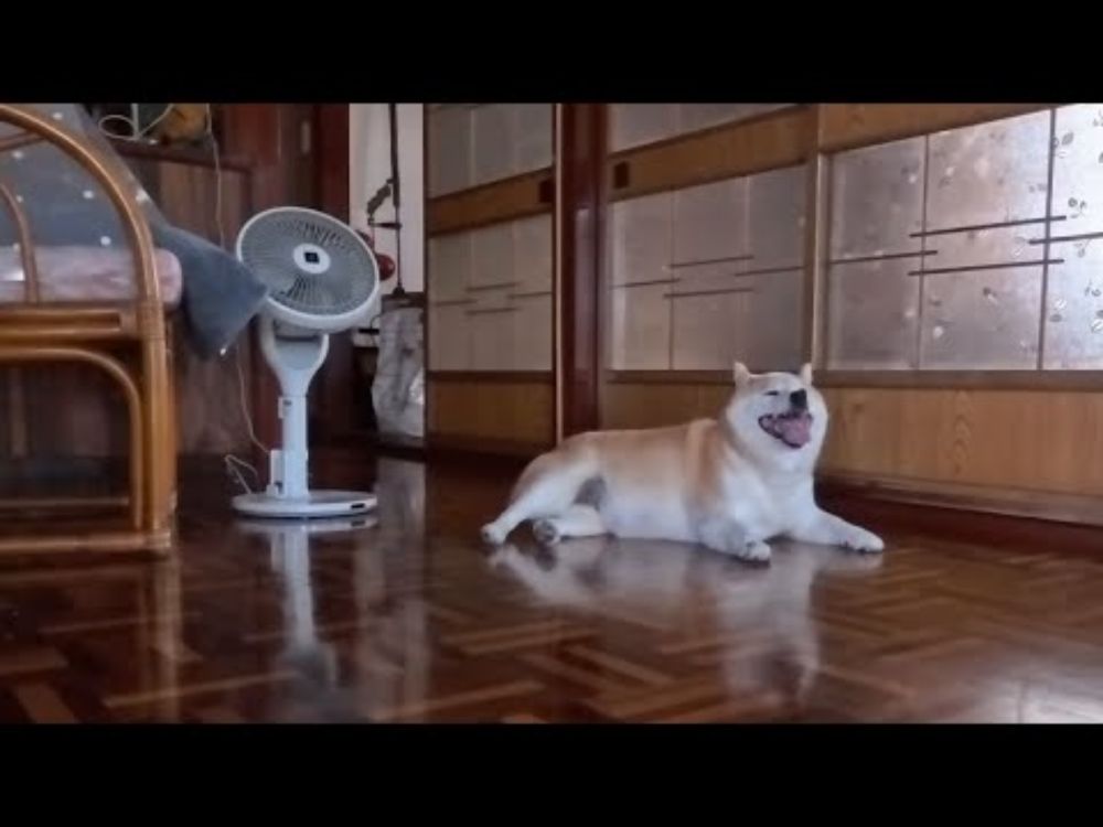涼み柴