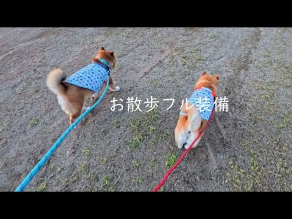 暑さに弱い柴犬は冬よりも厚着になります【ｹﾞｰﾐﾝｸﾞ首輪 ＋ 冷却ベスト】