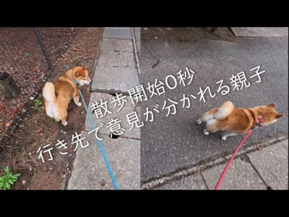 令和拷問シリーズ 散歩係引き裂きの刑