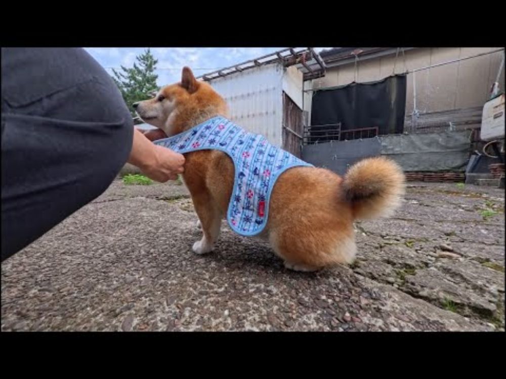 サマードレスアップ！見た瞬間に消えるココさん