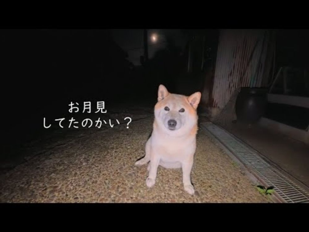 お月見モモさん