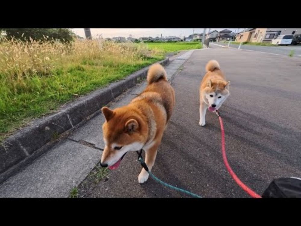 夕焼通り探検隊