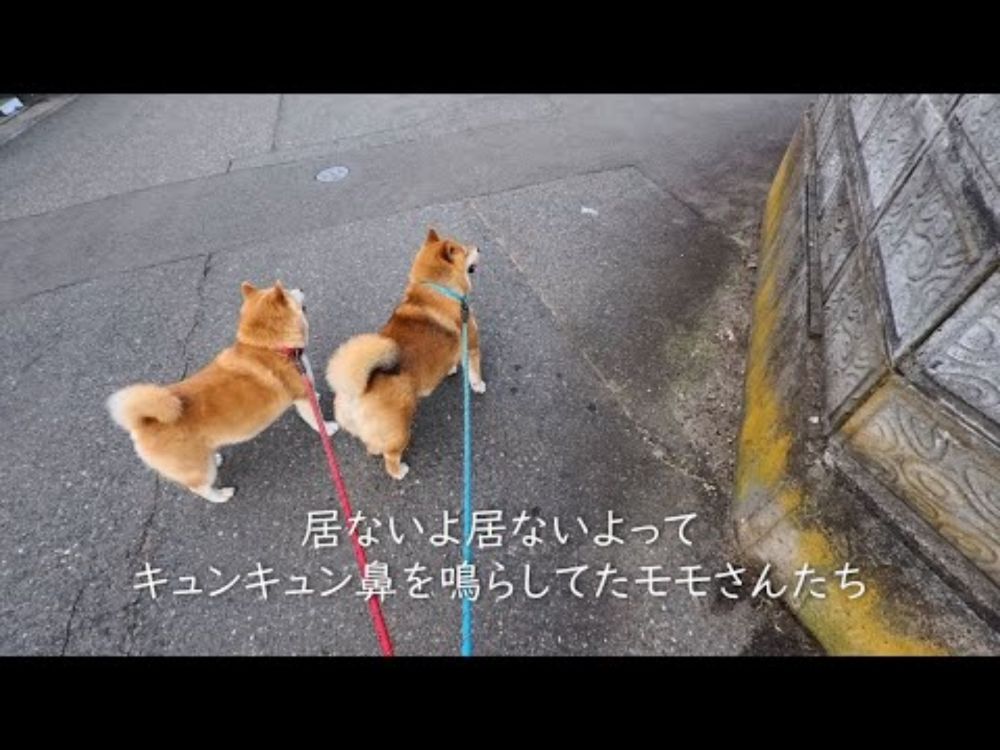 曲がり角で消えた猫の謎🐱