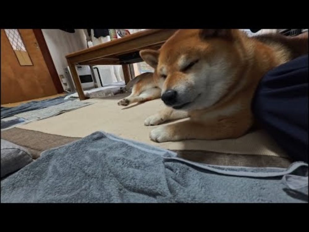 全自動柴モミマッサージマシンの仕組みを把握しているココさん