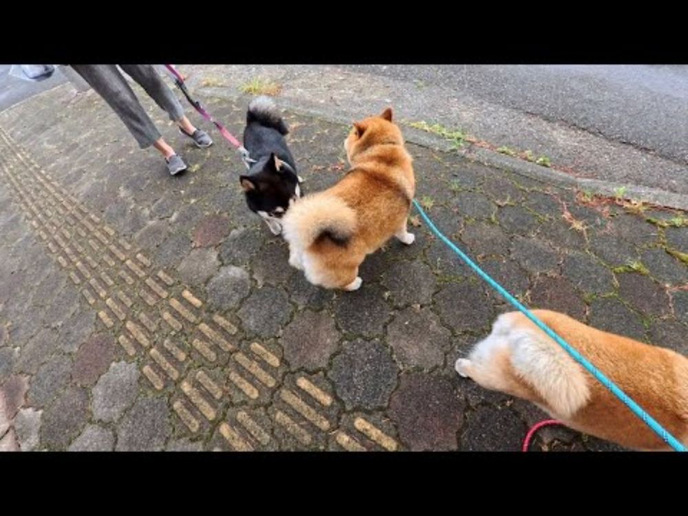 カイくんとおしりｸﾝｸﾝ直列散歩