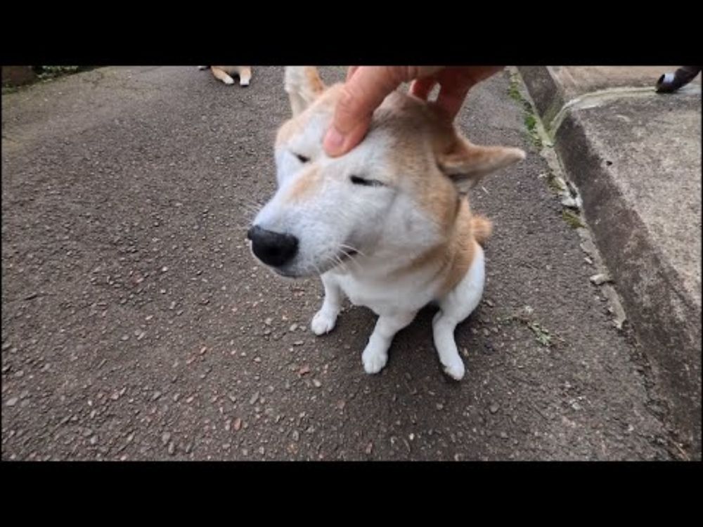 頭をこちょこちょされるのが大好きな柴犬