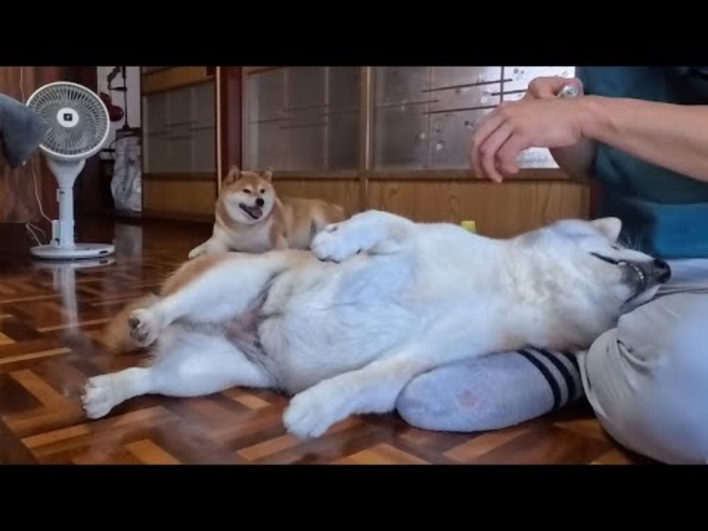 おくすり塗るよ！