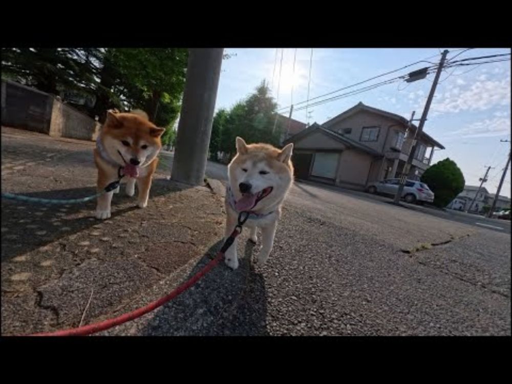 夏はお散歩可能な時間帯が早朝に限られますのでお友達と遭遇する確率が増え、睡眠時間が減少します