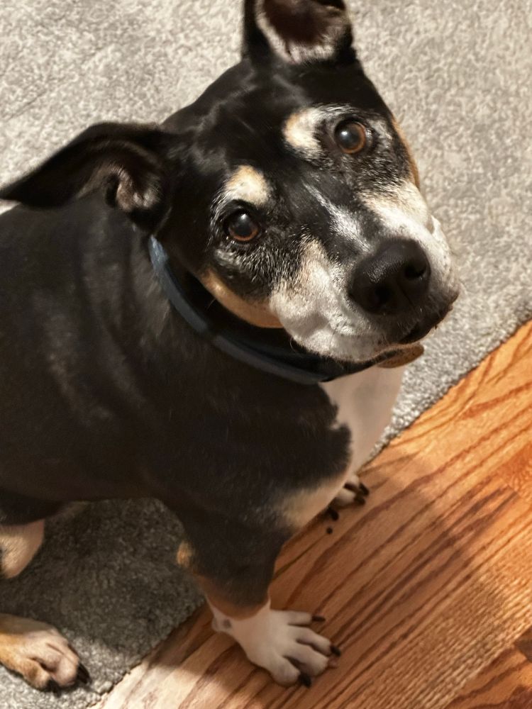 Tri colored terrier looking up at the camera with big puppy dog eyes